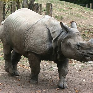 Indian rhinoceros; Chester Zoo; 3rd October 2009