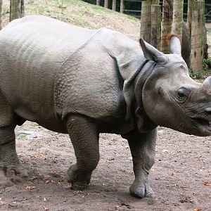 Indian rhinoceros; Chester Zoo; 3rd October 2009