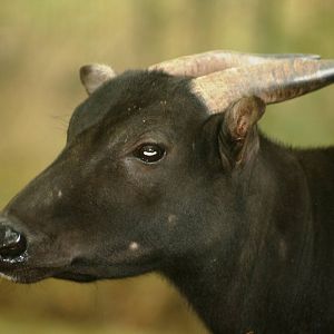 Anoa; Chester Zoo; 4th October 2009