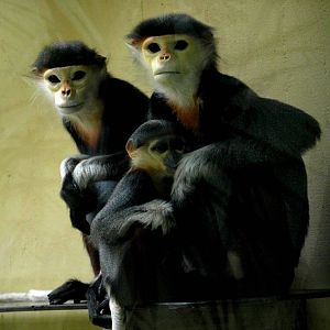 Cologne Zoo - Douc langurs