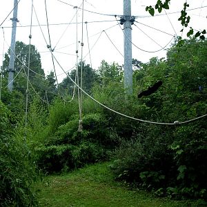 Cologne Zoo - Bonobo exhibit