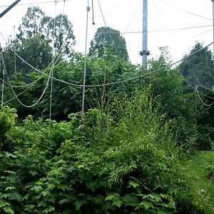 Cologne Zoo - Bonobo exhibit