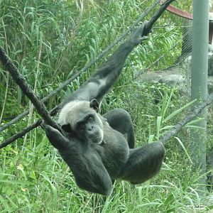 Chattanooga Zoo Animals