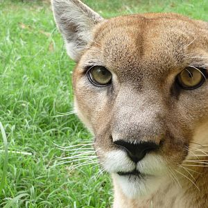 Chattanooga Zoo Animals