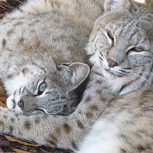 Chattanooga Zoo Animals