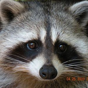 Media 'Chattanooga Zoo Animals' in category 'Chattanooga Zoo'