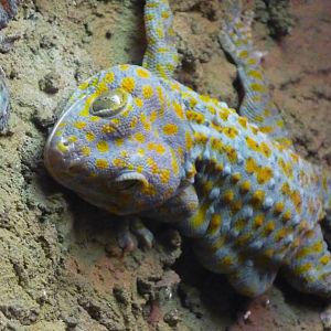 Chattanooga Zoo Animals