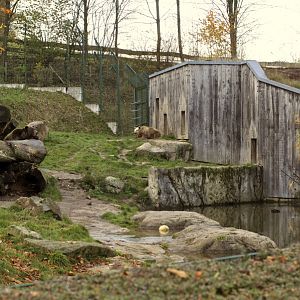 Brown bear enclosure