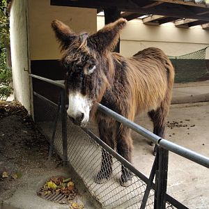 Poitou donkey at Hagenbeck, Hamburg