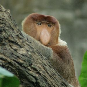 Probiscis monkey