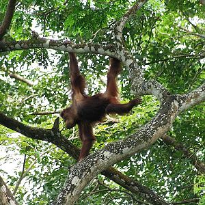 Free-ranging orang-utan