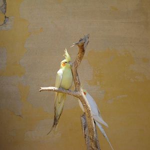 Cockatiel