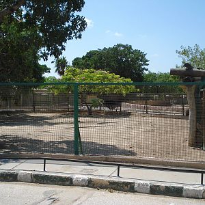 Ostrich paddock