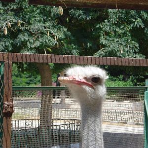 Ostrich