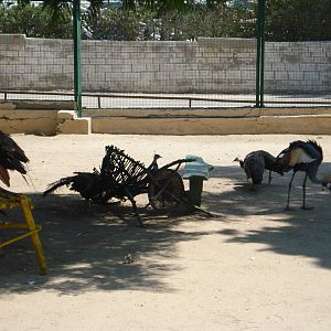 Peafowl + grey crowned crane