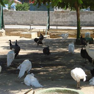 Peafowl + albinos
