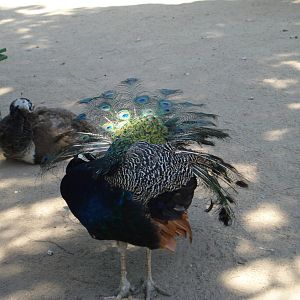 Peacock preening