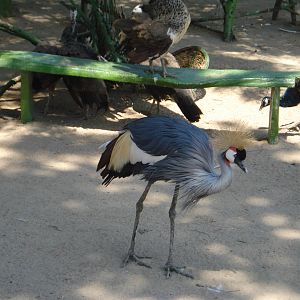 grey crowned crane