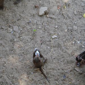 Baby baboons playing with rubbish