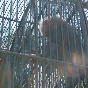 Male hamadryas baboon