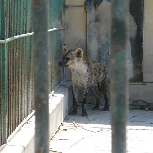 Spotted hyena