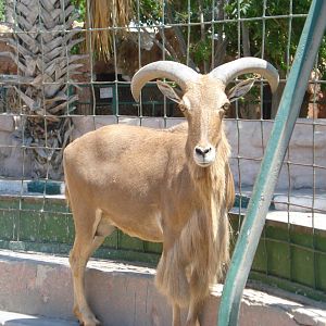 Barbary sheep