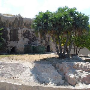 Lion outdoor enclosure