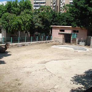 Camels in the old rhino paddock