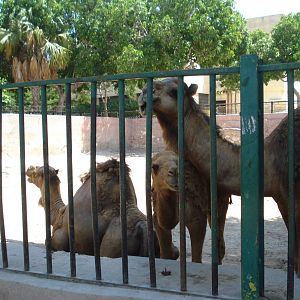 Camels in the old rhino paddock