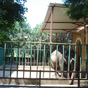 Elephant
