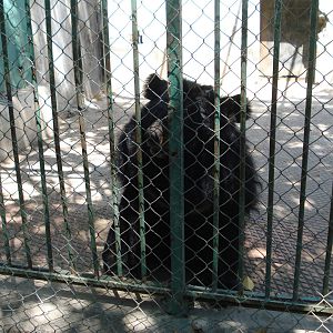 Asiatic black bear