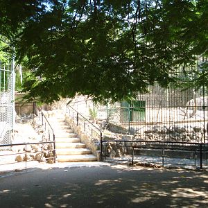 Bear cages with steps to upper level