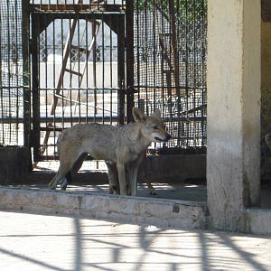 Egyptian jackals