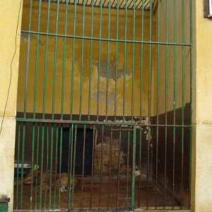 Lion cage in the lion house