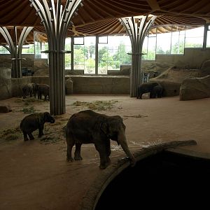 Cologne Zoo - Elefantenpark