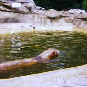part of old walrus enclosure