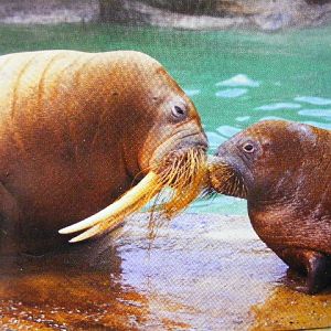 Undated Postcard Hagenbeck Hamburg