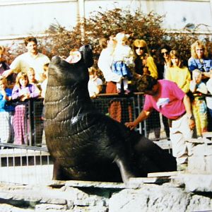 Charly the elephant seal 1991
