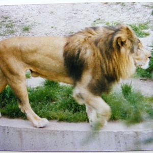 "barbary lion" 1991
