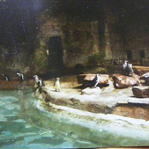 former penguin enclosure around 1998
