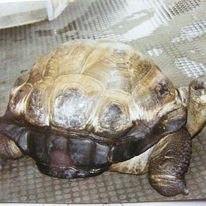 giant tortoise 1991