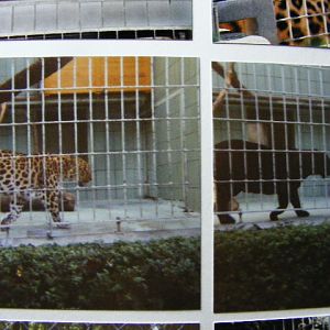 black and normal amur leopard (?)1994