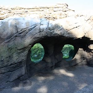 Humboldt Penguin Exhibit