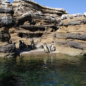Humboldt Penguin Exhibit