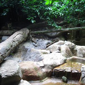 Jaguar enclosure