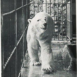 The Ness prior to the building of Shaldon Zoo