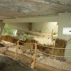 Cologne Zoo - Little penguin exhibit