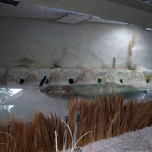 Cologne Zoo - Little penguin exhibit