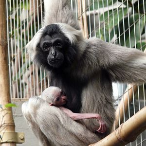 Pileated gibbon (Hylobates pileatus)