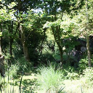 Red-Flanked Duiker Exhibit